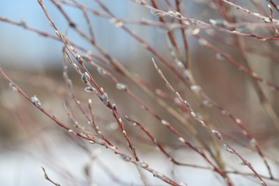 Salix myrtilloides, photographed by Nina Filippova