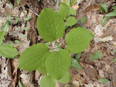 Smilax ecirrhata, photographed by John Abrams