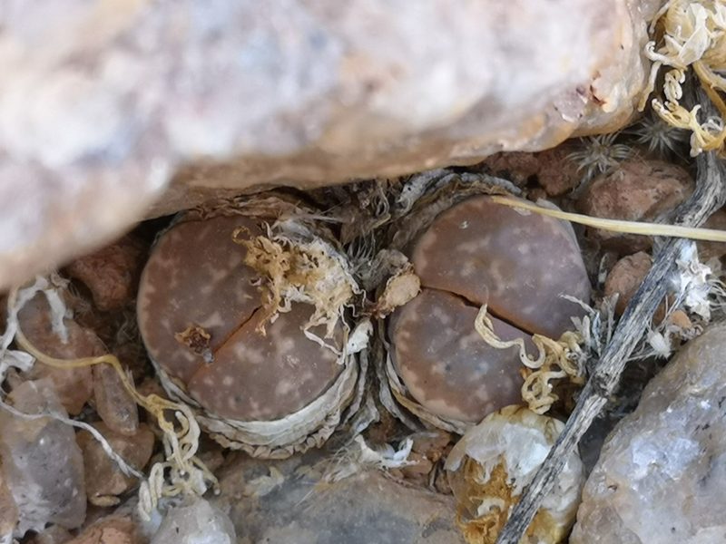 Lithops olivacea, photographed by leandra-k_89