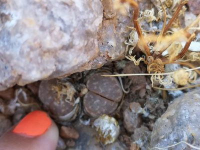 Lithops olivacea, photographed by leandra-k_89