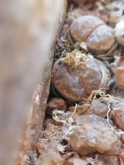 Lithops olivacea, photographed by leandra-k_89