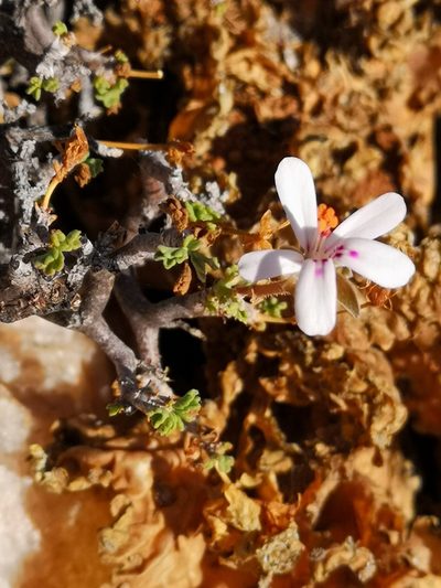 Pelargonium xerophyton, photographed by leandra-k_89