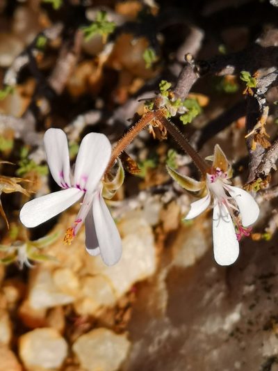 Pelargonium xerophyton, photographed by leandra-k_89