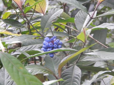 Palicourea colorata, photographed by Breno Figueiredo