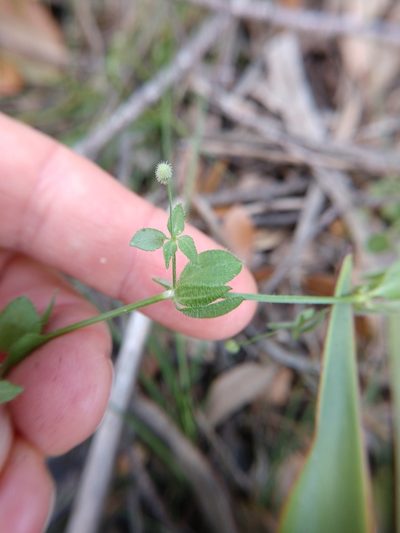 Galium texense, photographed by Cleveland Powell
