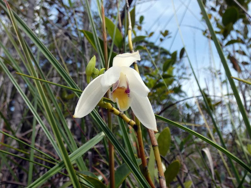 Bromheadia finlaysoniana, photographed by Kai Squires