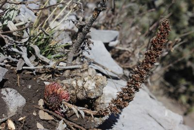 Villadia cucullata, photographed by Juan Cruzado Cortés