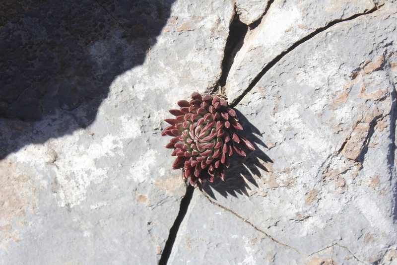 Villadia cucullata, photographed by Juan Cruzado Cortés