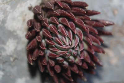 Villadia cucullata, photographed by Juan Cruzado Cortés