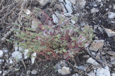 Euphorbia beamanii, photographed by Juan Cruzado Cortés