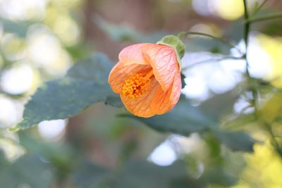 Callianthe picta, photographed by Romi Galeota Lencina