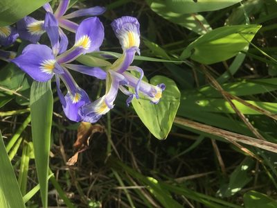 Iris brevicaulis, photographed by jim isleib