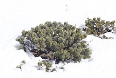 Pinus culminicola, photographed by Juan Cruzado Cortés