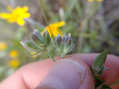 Astragalus wrightii, photographed by Cleveland Powell