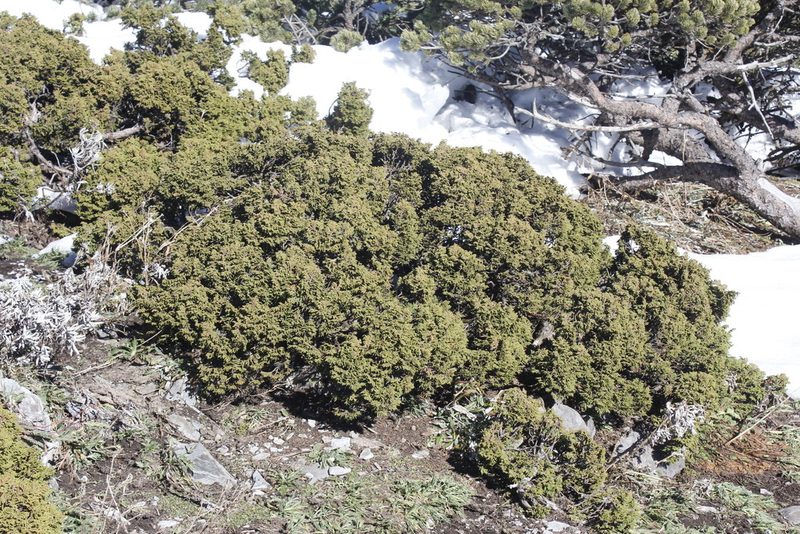 Juniperus zanonii, photographed by Juan Cruzado Cortés