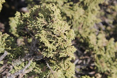Juniperus zanonii, photographed by Juan Cruzado Cortés