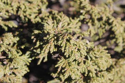 Juniperus zanonii, photographed by Juan Cruzado Cortés