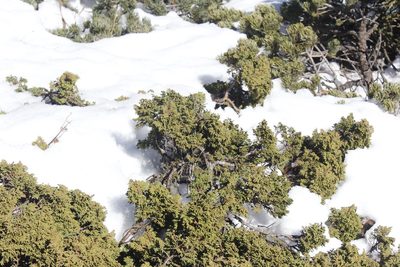Juniperus zanonii, photographed by Juan Cruzado Cortés