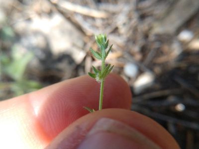 Galium virgatum, photographed by Cleveland Powell