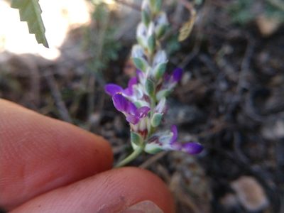 Dalea pogonathera, photographed by Cleveland Powell