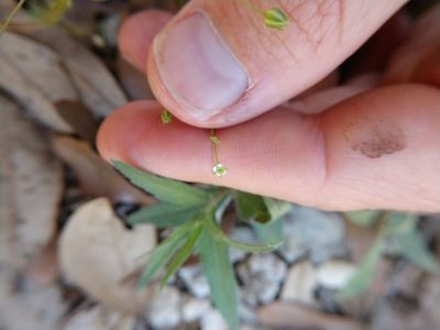Arenaria benthamii, photographed by Cleveland Powell