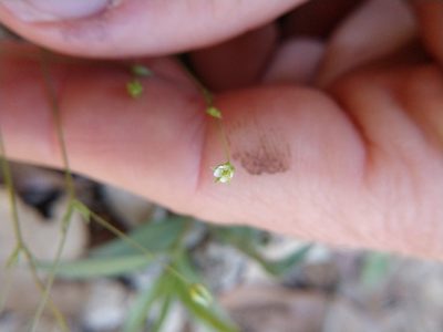 Arenaria benthamii, photographed by Cleveland Powell
