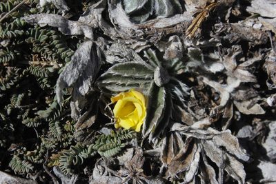 Potentilla leonina, photographed by Juan Cruzado Cortés