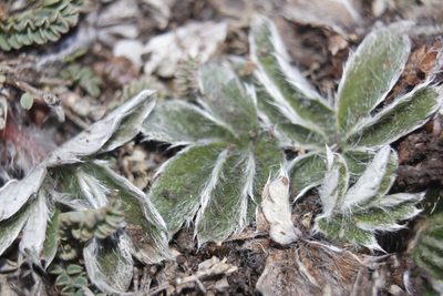 Potentilla leonina, photographed by Juan Cruzado Cortés