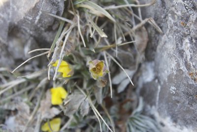 Potentilla leonina, photographed by Juan Cruzado Cortés