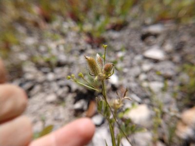 Astragalus wrightii, photographed by Cleveland Powell