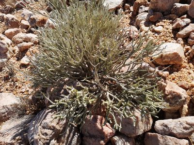 Portulacaria namaquensis, photographed by leandra-k_89