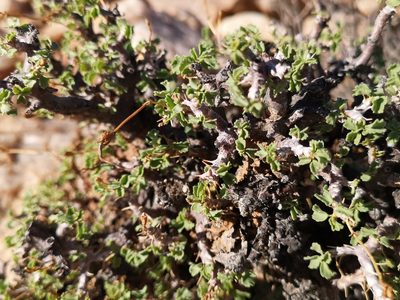 Pelargonium xerophyton, photographed by leandra-k_89