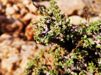 Pelargonium xerophyton, photographed by leandra-k_89