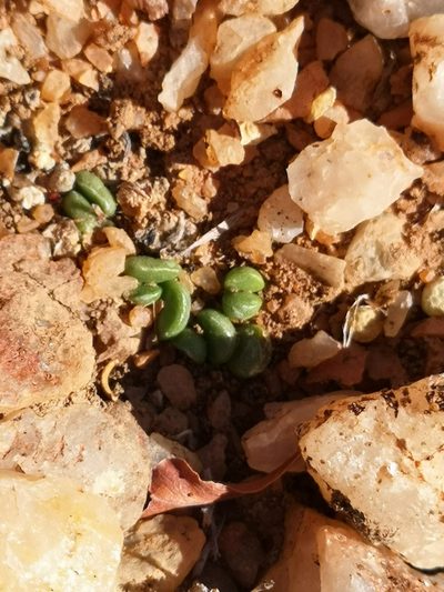 Adromischus nanus, photographed by leandra-k_89