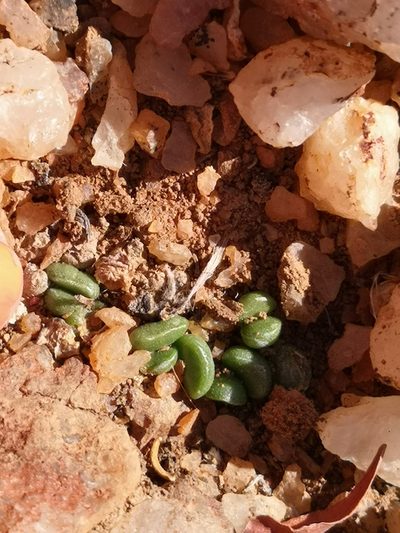 Adromischus nanus, photographed by leandra-k_89