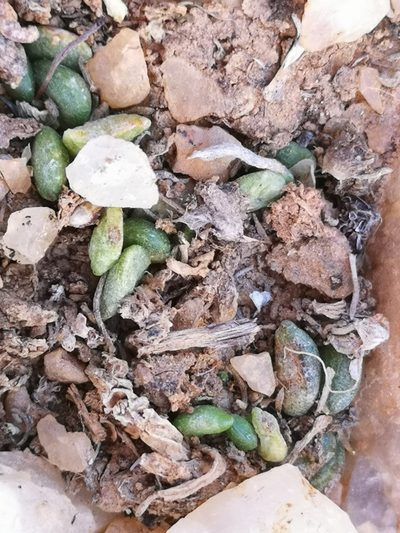 Adromischus nanus, photographed by leandra-k_89