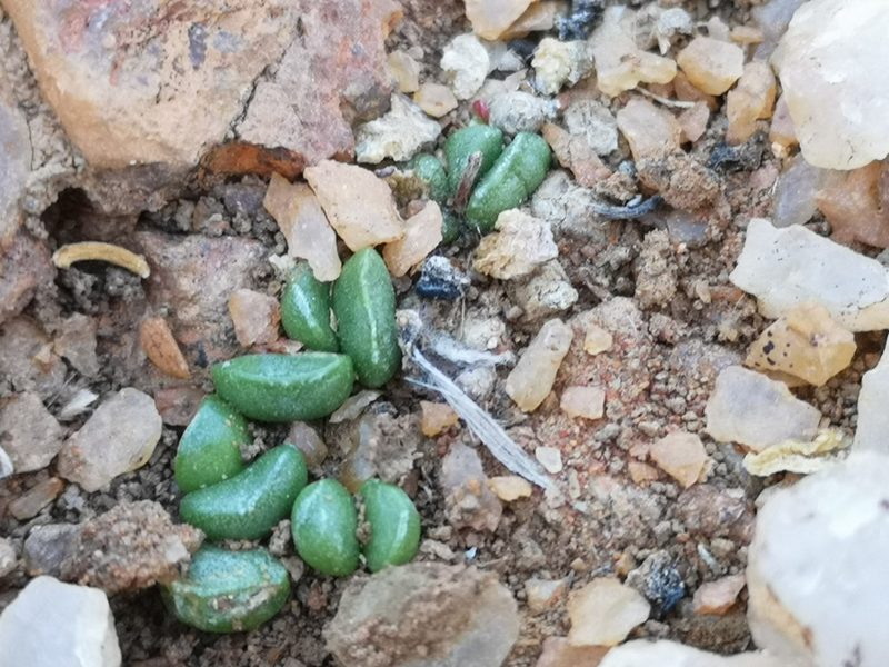 Adromischus nanus, photographed by leandra-k_89