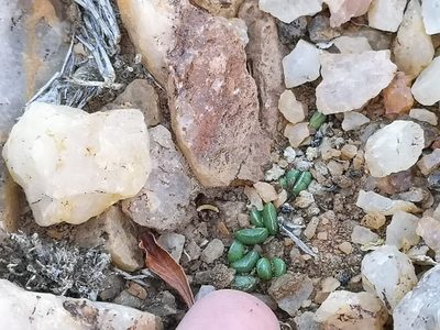 Adromischus nanus, photographed by leandra-k_89
