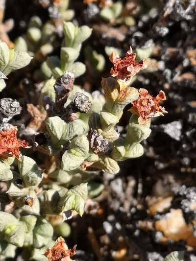 Schlechteranthus albiflorus, photographed by leandra-k_89