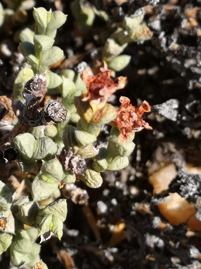 Schlechteranthus albiflorus, photographed by leandra-k_89