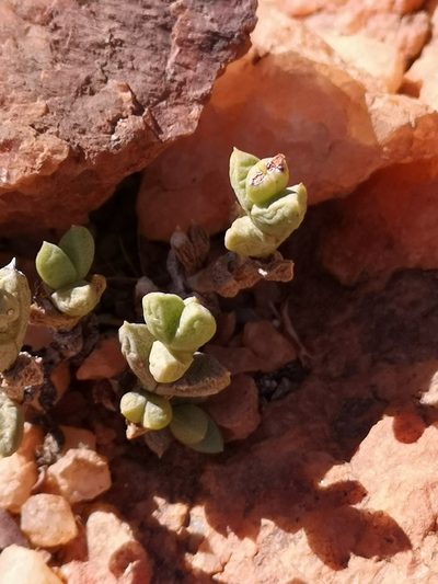 Schlechteranthus albiflorus, photographed by leandra-k_89