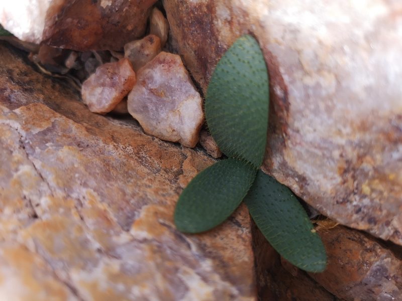 Brunsvigia namaquana, photographed by leandra-k_89