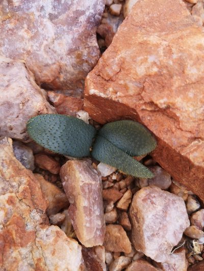 Brunsvigia namaquana, photographed by leandra-k_89