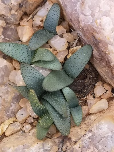 Brunsvigia namaquana, photographed by leandra-k_89