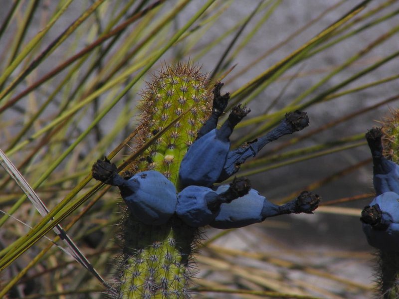 Cipocereus minensis, photographed by David Bird