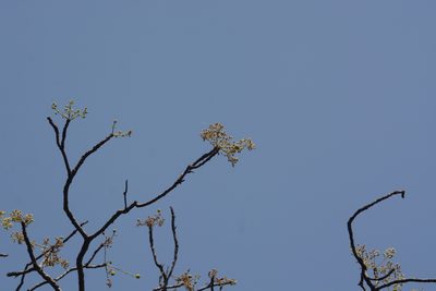 Garuga pinnata, photographed by S.MORE