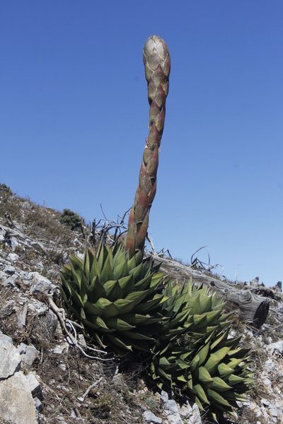 Agave montana, photographed by Juan Cruzado Cortés