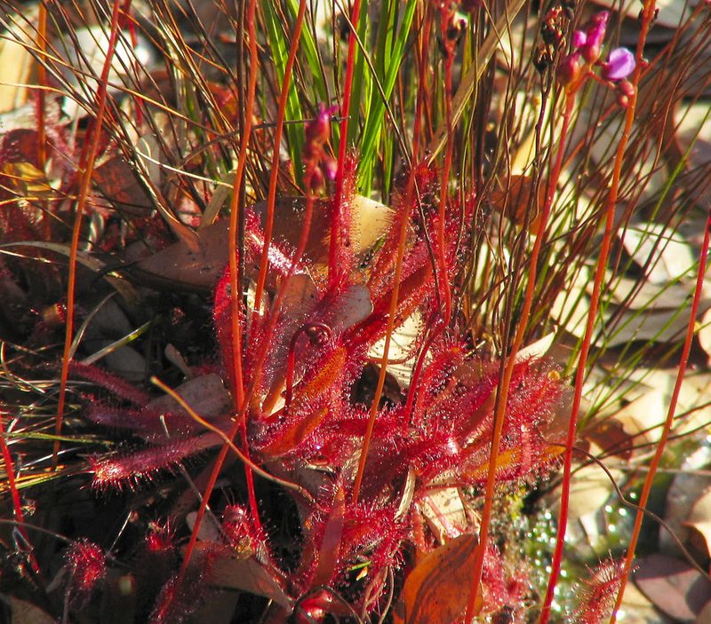 Drosera latifolia, photographed by David Bird