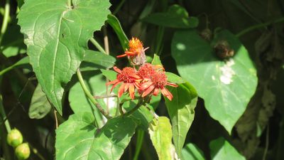 Pseudogynoxys cabrerae, photographed by demianlescano