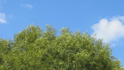 Nectandra angustifolia, photographed by demianlescano